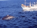 Big news ! 今朝ホエールウオッチングでマッコウ鯨が見えました♪