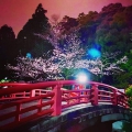 神倉神社の夜桜⛩