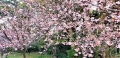 本州最南端に桜が〜