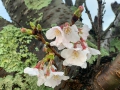 桜花ビラから落ちる水滴～