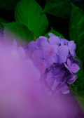 熊野古道に咲く〝紫陽花〟