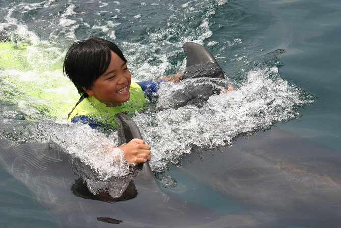 イルカと泳ぐ癒しの夏休み！！