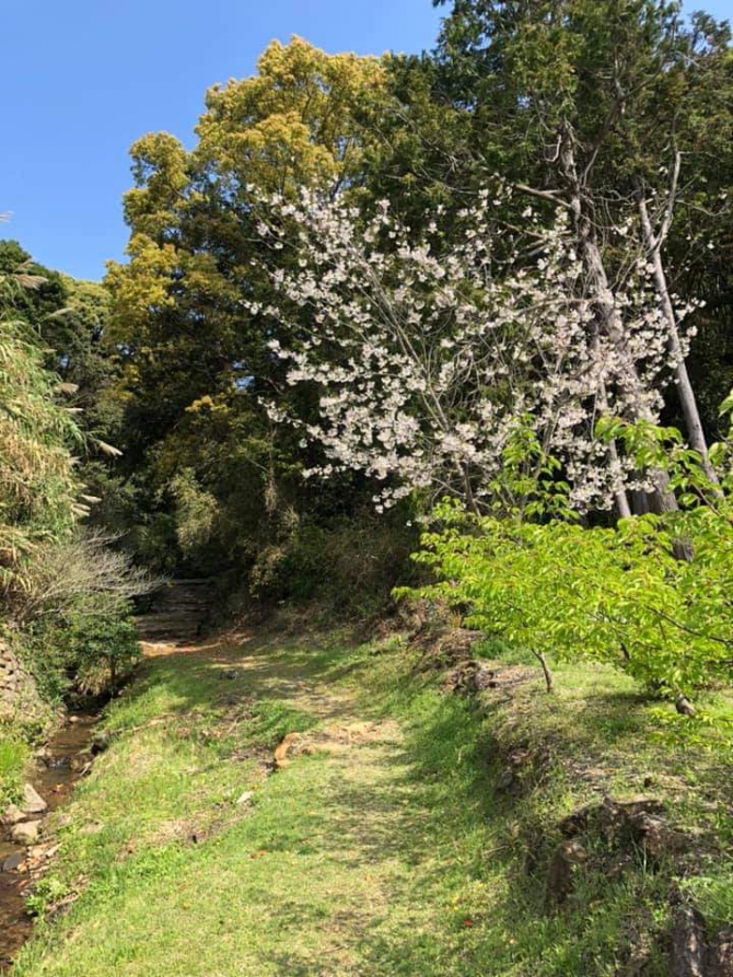 世界遺産「熊野古道」に春が来た～partⅠ　