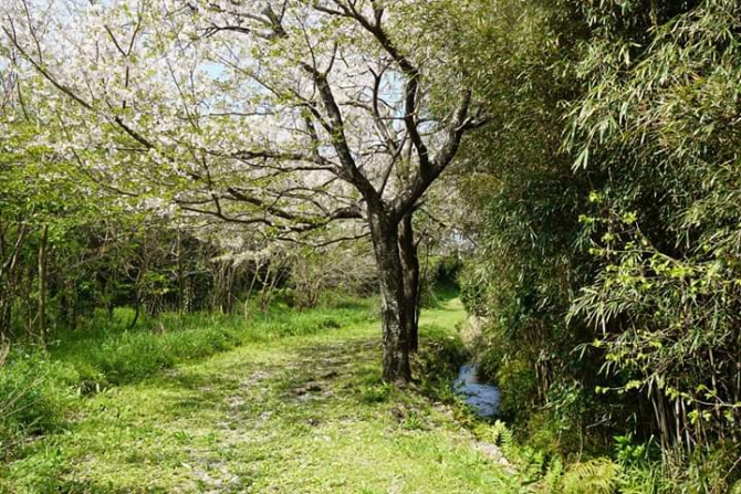 世界遺産「熊野古道」に春が来た～partⅡ