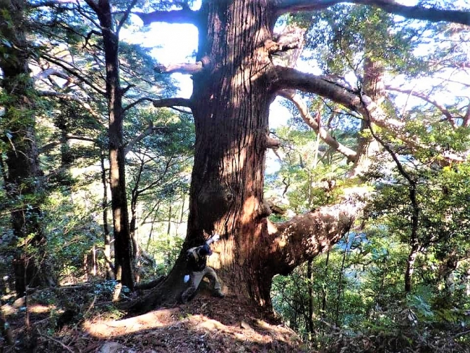 那智原始林の巨木🌲