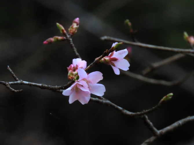 『クマノザクラ』🌸