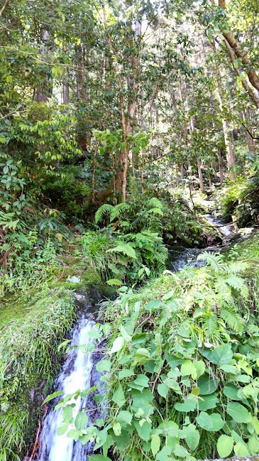 〝熊野古道〟の山の水